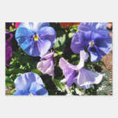 パープルパンジーストライプの花と無地の ラッピングペーパーシート (正面)