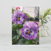 パープルパンジー写真花フローラガーデン自然 (スタンド正面)