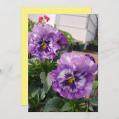 パープルパンジー写真花フローラガーデン自然 (正面/裏面)