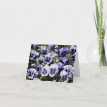 パープルパンジー