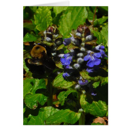 パープルビーバーム&のまわりに (正面)