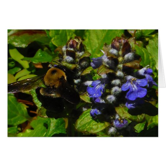 パープルビーバーム&のまわりに (正面横)