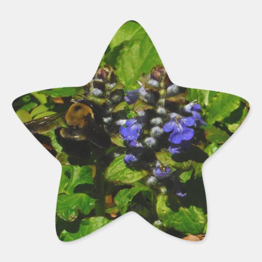 パープルビーバーム&のまわりに 星シール (正面)