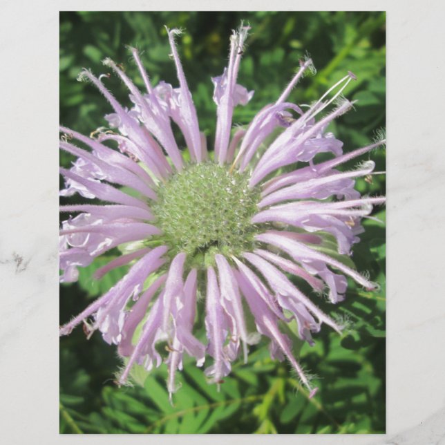 パープルビーパーム (正面)