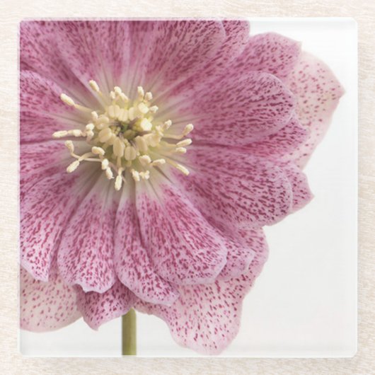 パープルピンクのフラワーガラスコースター ガラスコースター (正面)