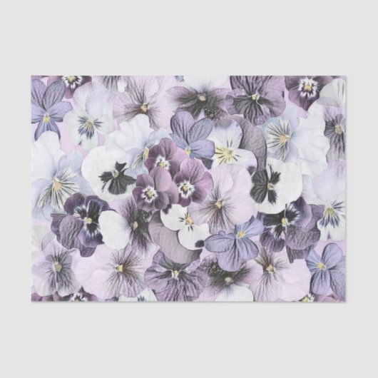 パープルピンクホワイトパンジーヴィンテージスケッチ 薄葉紙 (正面)