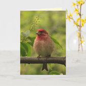 パープルフィンチの父の日 カード (黄色い花)
