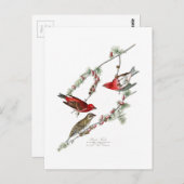 パープルフィンチジョンジェームス・オードボンバード・オブ・アメリカ ポストカード (正面/裏面)