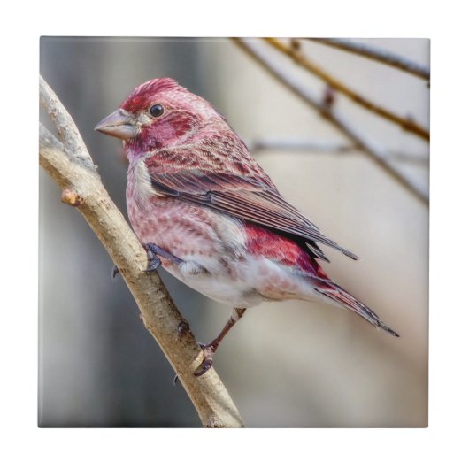 パープルフィンチセラミックフォトタイル タイル (正面)