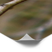 パープルフィンチプリント ポスター (角)