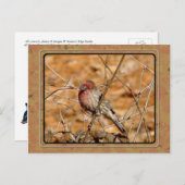 パープルフィンチポストカード ポストカード (正面/裏面)