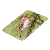 パープルフィンチマグネット マグネット (左側)