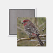 パープルフィンチ磁石 マグネット (正面/裏面)