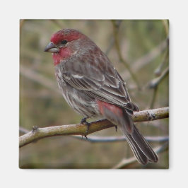 パープルフィンチ磁石 マグネット