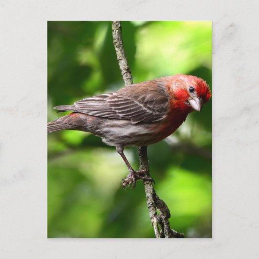 パープルフィンチ ポストカード (正面)