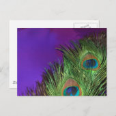 パープルフォイルピーコック ポストカード (正面/裏面)