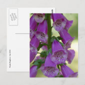 パープルフォックスグローブポストカード ポストカード (正面/裏面)
