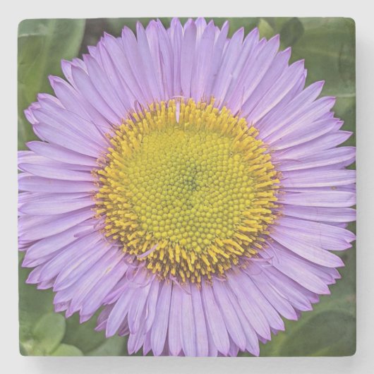 パープルフリーベンデイジーフローラ ストーンコースター (正面)