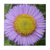 パープルフリーベンデイジーフローラ タイル (正面)