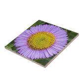 パープルフリーベンデイジーフローラ タイル (側面)