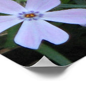 パープルフロックス ポスター (角)