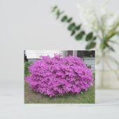 パープルブッシュ ポストカード (スタンド正面)