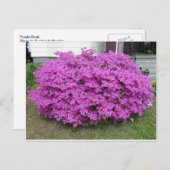 パープルブッシュ ポストカード (正面/裏面)