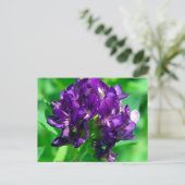 パープルプレーリーアルファルファ ポストカード (スタンド正面)