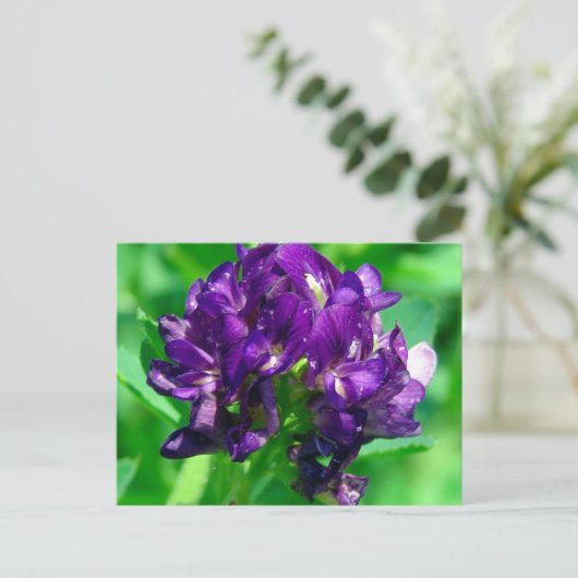 パープルプレーリーアルファルファ ポストカード (スタンド正面)