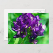 パープルプレーリーアルファルファ ポストカード (正面/裏面)