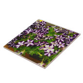 パープルペトストライプのニア タイル (側面)