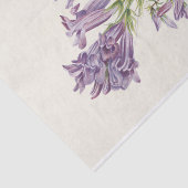 パープルペンステモンバイメリーヴォーウォルコット 薄葉紙 (詳細)