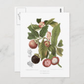 パープルマンゴスチン ポストカード (正面/裏面)