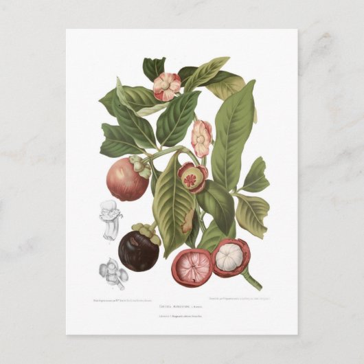 パープルマンゴスチン ポストカード (正面)