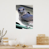 パープルマーチン ポスター (キッチン)