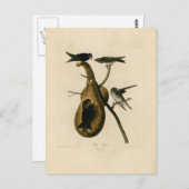 パープルマーティンバードイラストレーション ポストカード (正面/裏面)