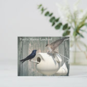 パープルマーティン大家自然スワローバードグルズ ポストカード (スタンド正面)