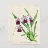 パープルミルトニアオーキッドヴィンテージボタニック ポストカード (正面/裏面)