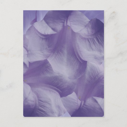 パープルムーンフラワーの花びら ポストカード (正面)
