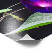 パープルモーニンググローリー – グランドパオット フォトプリント            (角)