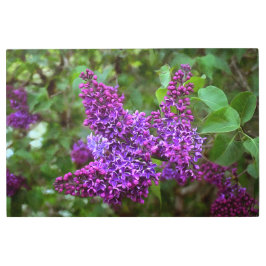 パープルライラック春の日 メタルプリント