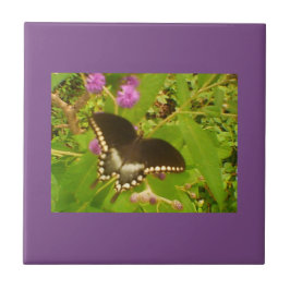 パープルラッピングブラックモナーク タイル