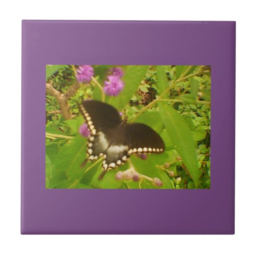 パープルラッピングブラックモナーク タイル (正面)