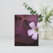 パープルリーフシャムロック花はがき ポストカード (スタンド正面)