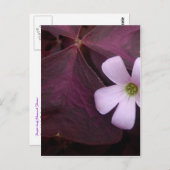 パープルリーフシャムロック花はがき ポストカード (正面/裏面)