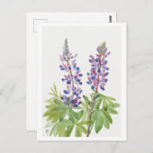 パープルルピネボタニカルイラストレーションはがき ポストカード (正面/裏面)