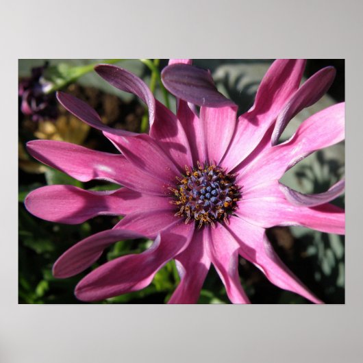 パープルレインデイジープリント ポスター (正面)