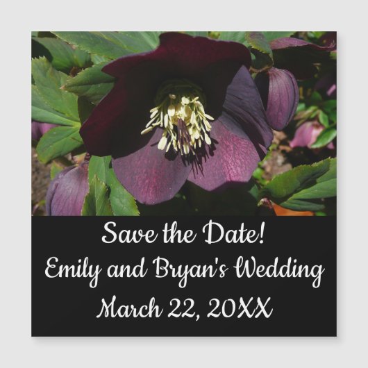 パープルレンテンバライースターフラワー (正面)