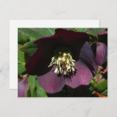 パープルレンテンバライースターフラワー シーズンカード (正面/裏面)