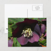 パープルレンテンバライースターフラワー シーズンポストカード (正面/裏面)